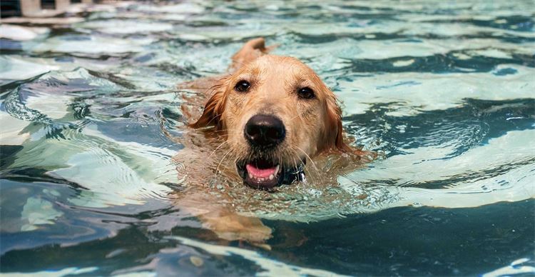 dog swimming