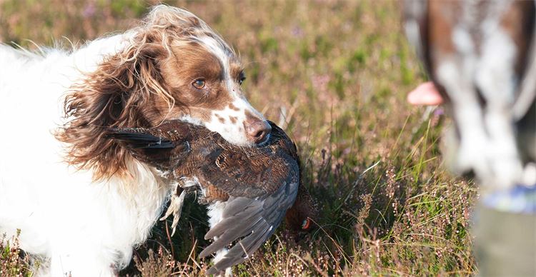 A spaniel retrieving