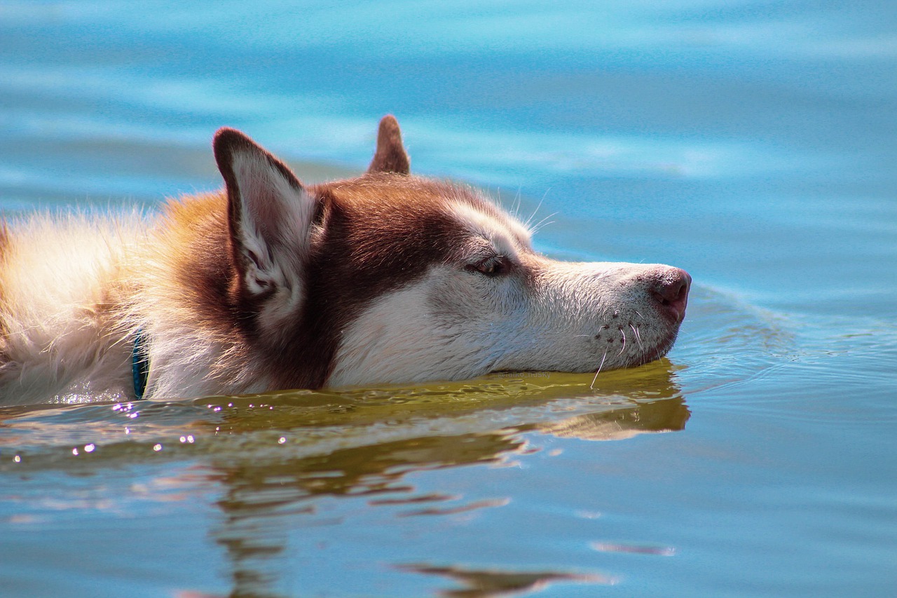 chocolate husky swimming in water