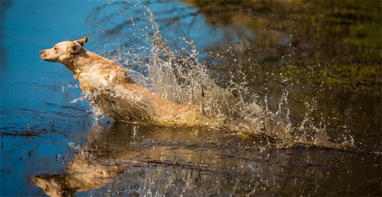 dog swimming