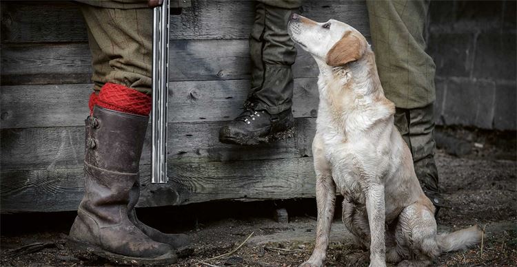 dog by men's feet