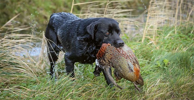 dog with bird