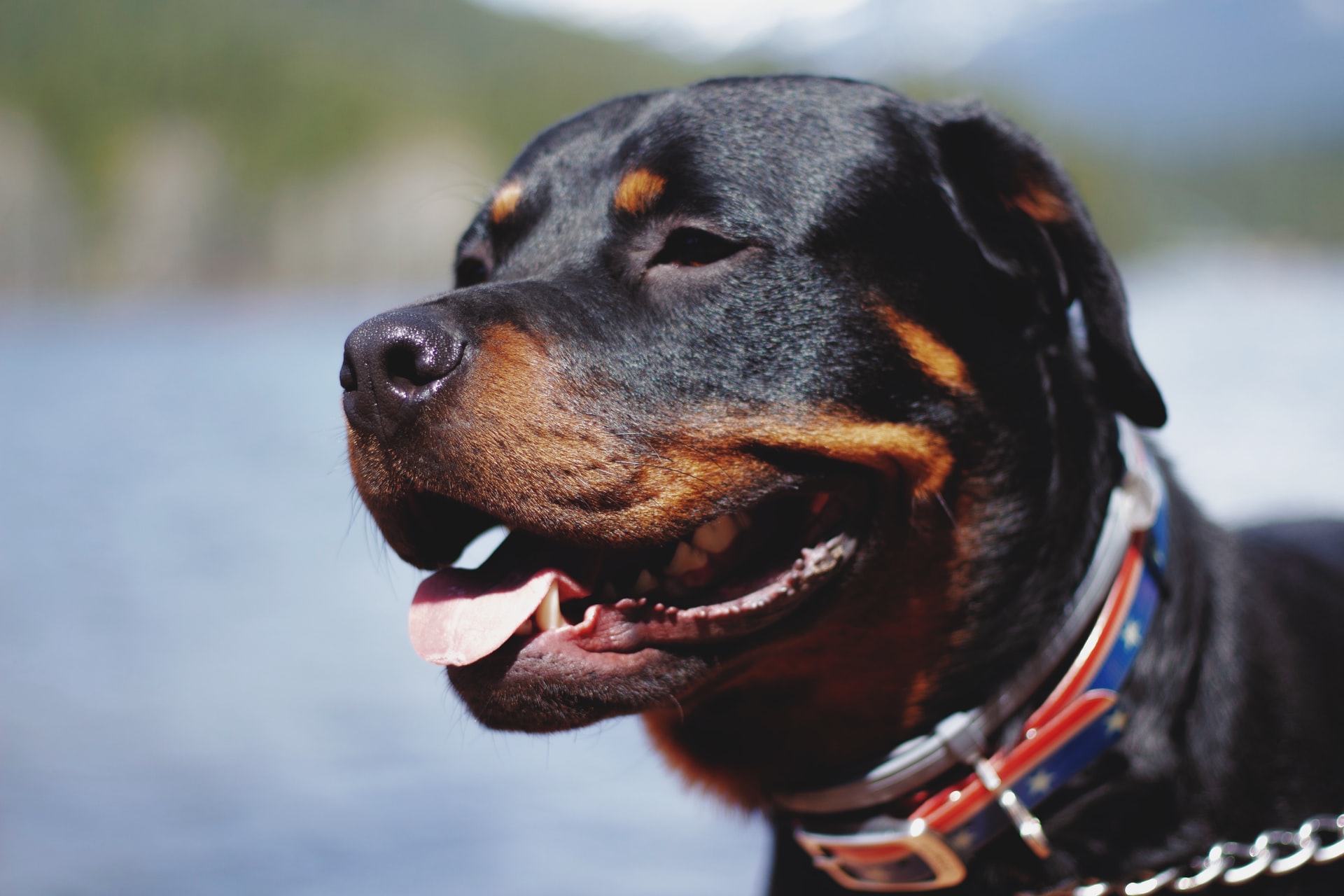 adult black and tan Rottweiler dog