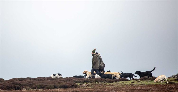 group of gundogs