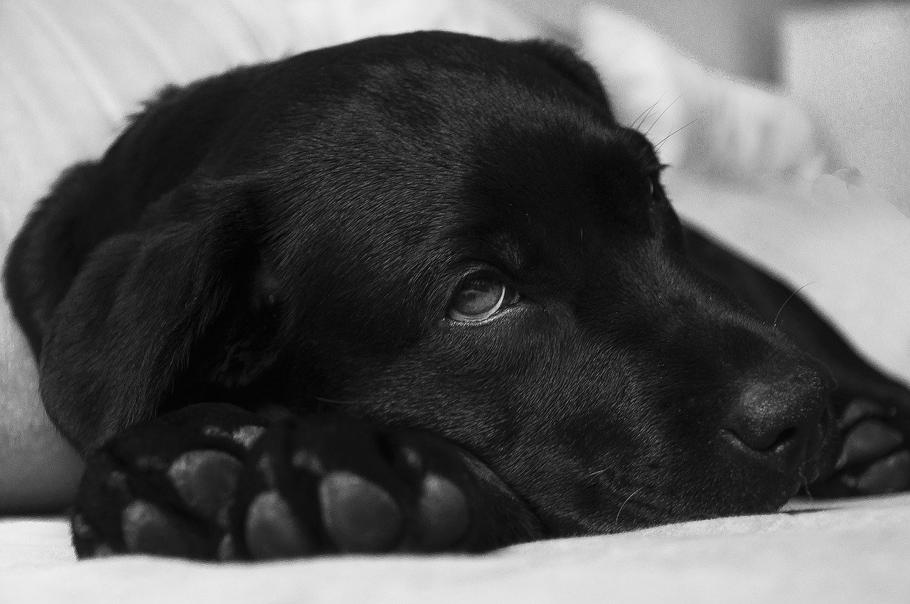 black labrador lying down