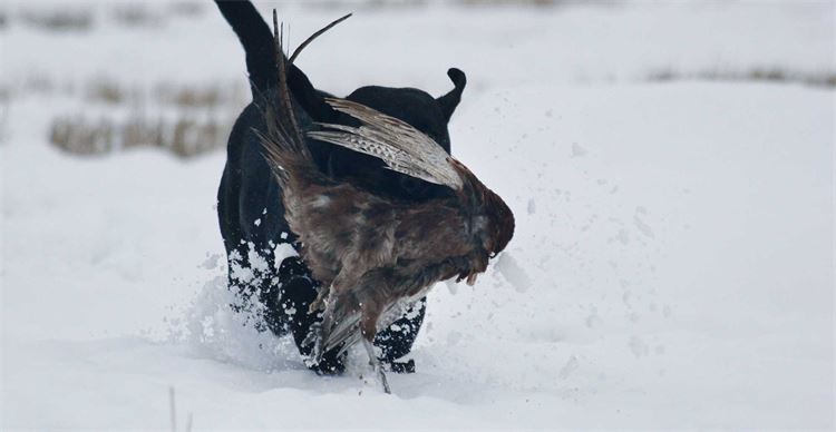 lab retrieving a pheasant