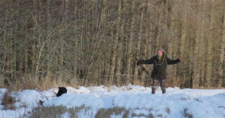 picking up with labradors