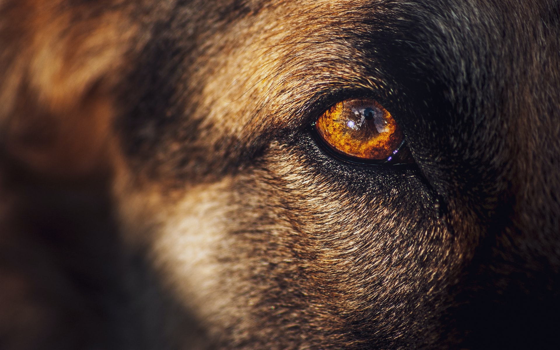 brown and black short coated dog 