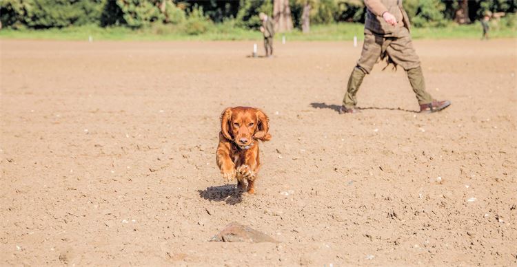 Spaniel running 