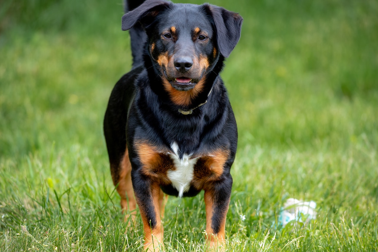 close up shot of a Rottweiler looking at camera while standing up