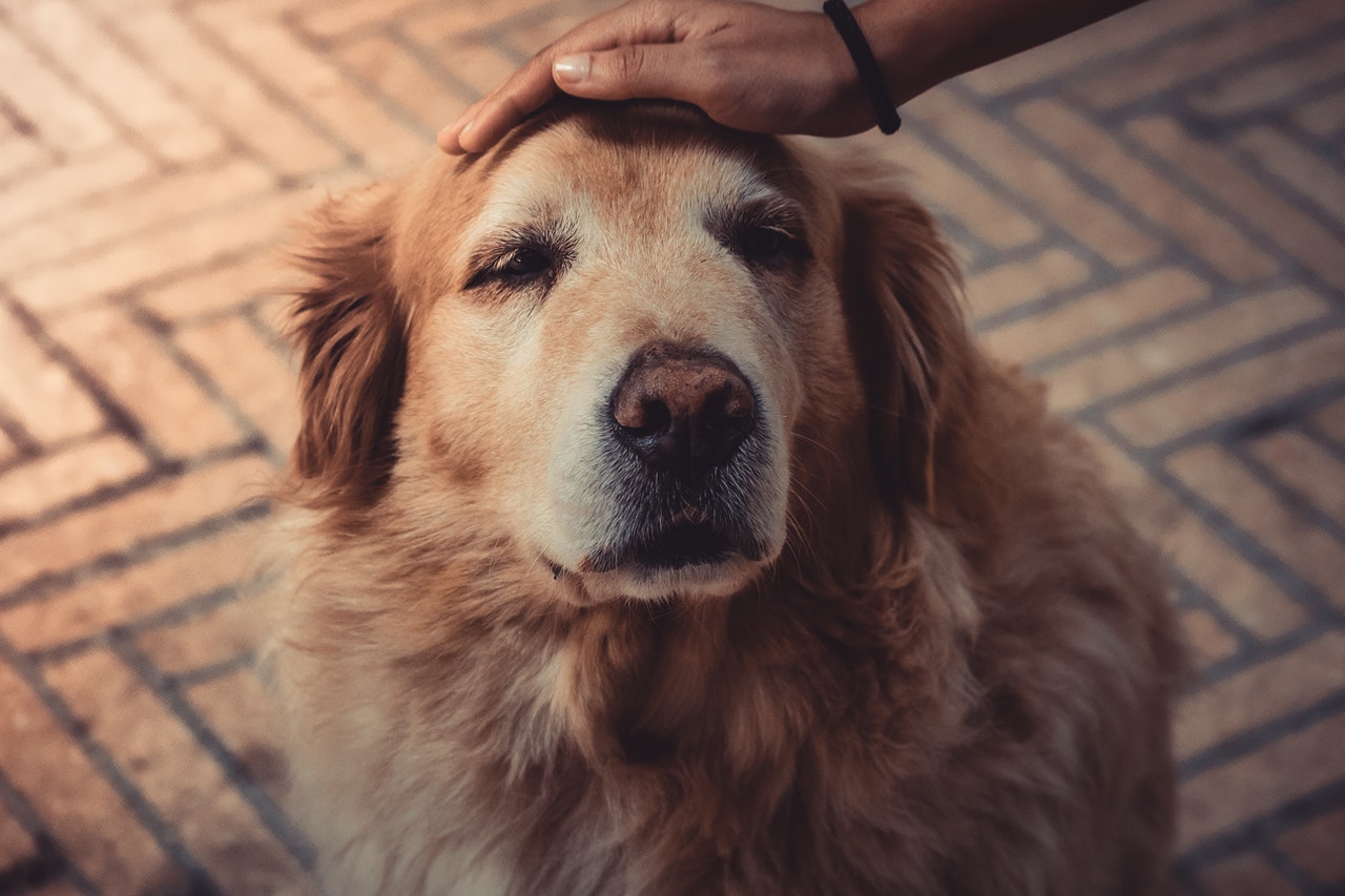 person petting an elderly golden retriever on the head