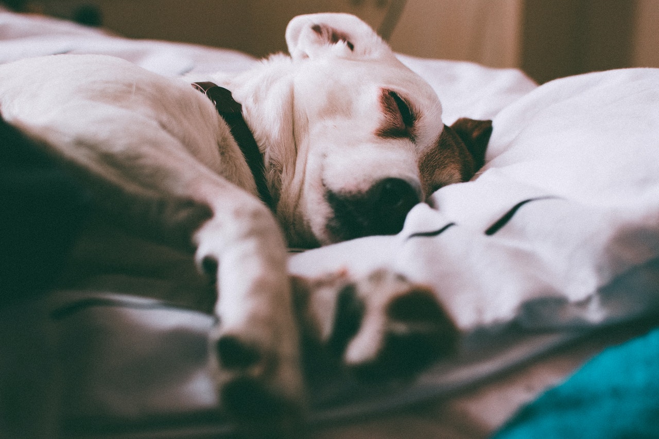 adult dog lying on bed with white duvet covers