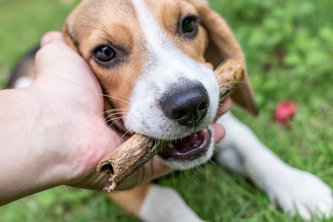 person petting beagle dog