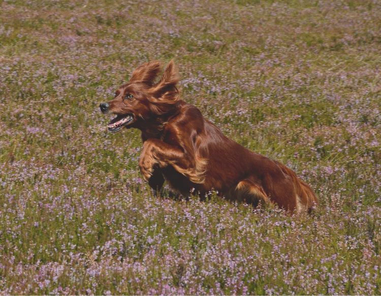 red setter 