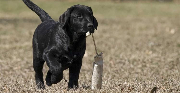 labrador retrieving