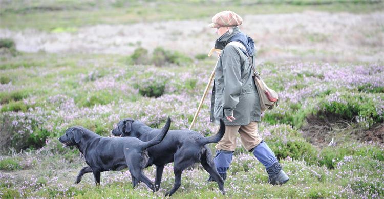 jayne coley puppy training