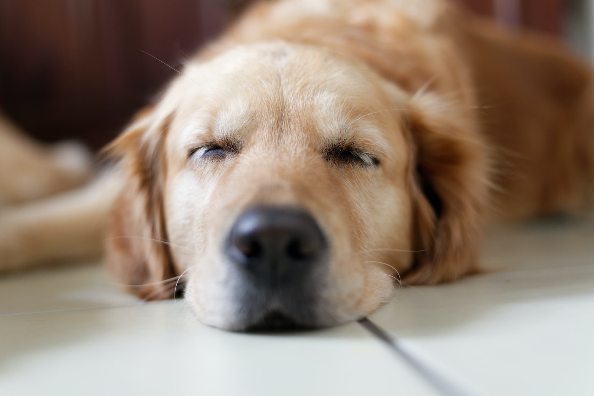 golden retriever lying on floor with eyes closed