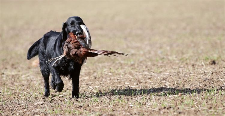 flat coated retriever