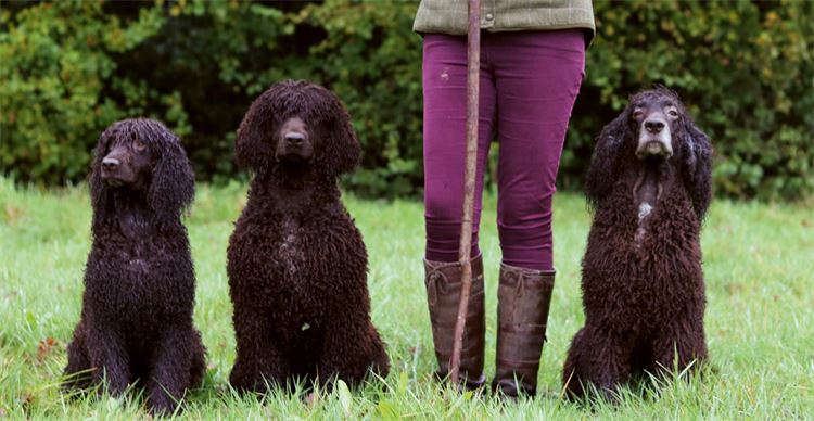 water spaniels