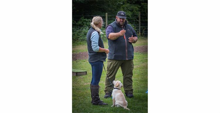 gundog training tips