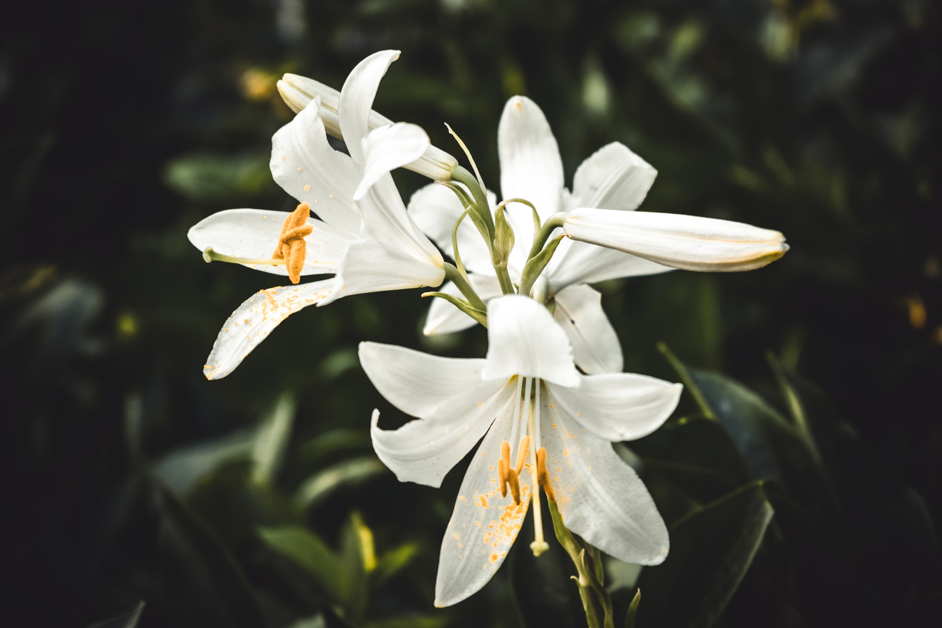 white flowers