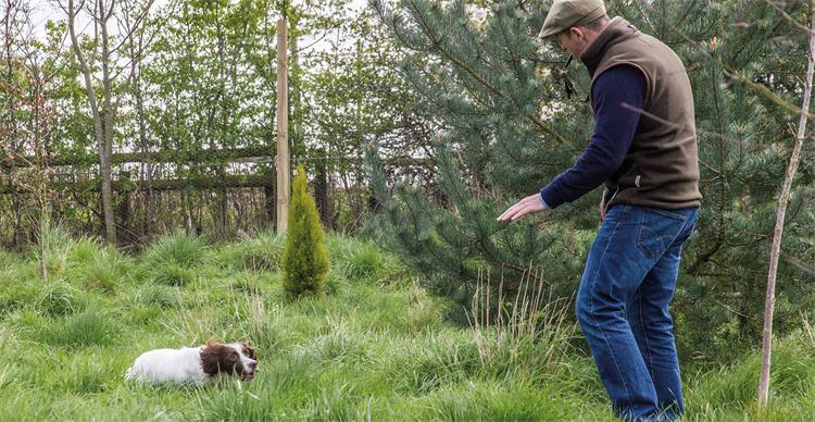 A spaniel running to his owner