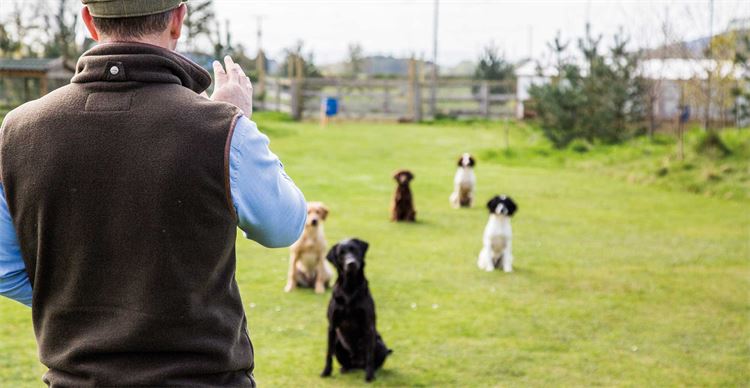 Obedient gun dogs sitting waiting for instruction