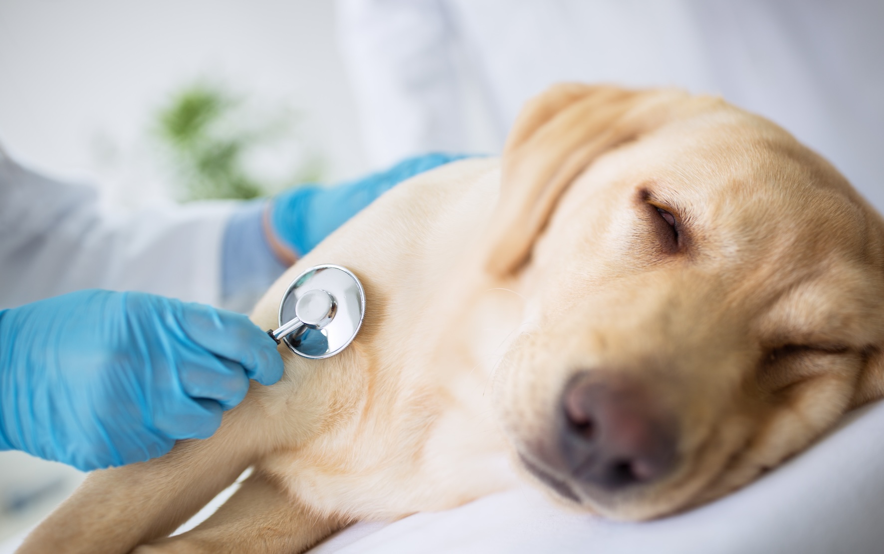 Yellow lab being examined