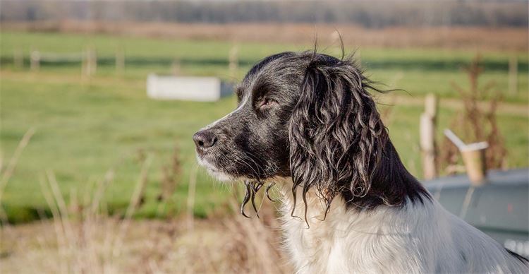 english springer spaniel