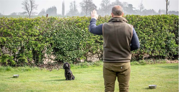 gun dog stopping