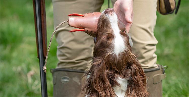 gundog dummy