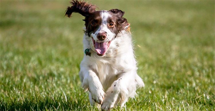 spaniel image