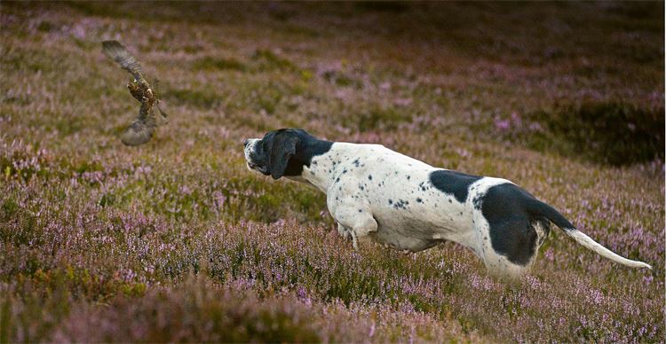 pointer dog