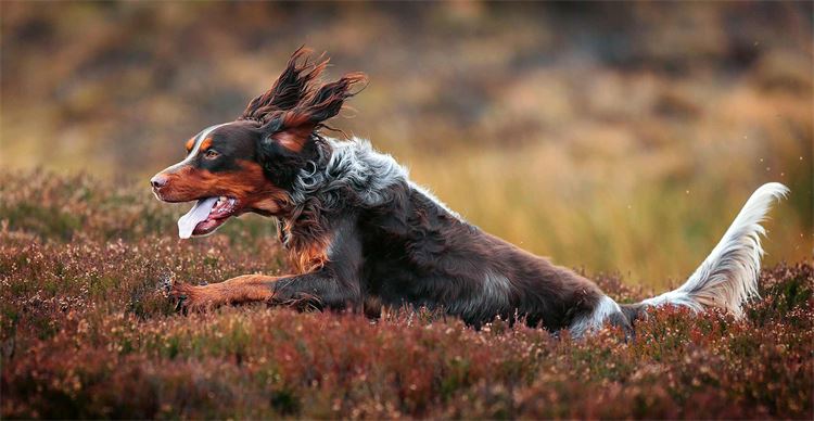 setter dog