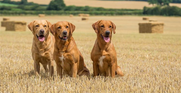 golden retrievers