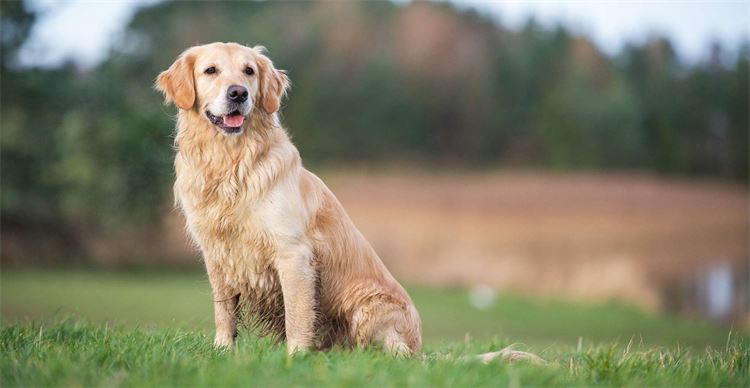 golden retriever