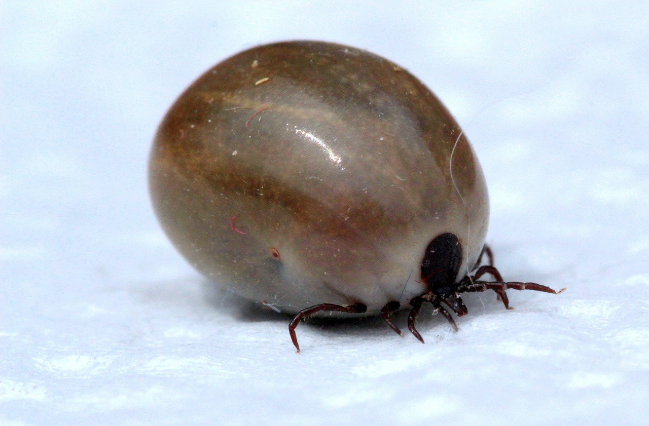 Tick common ram ixodes ricinus