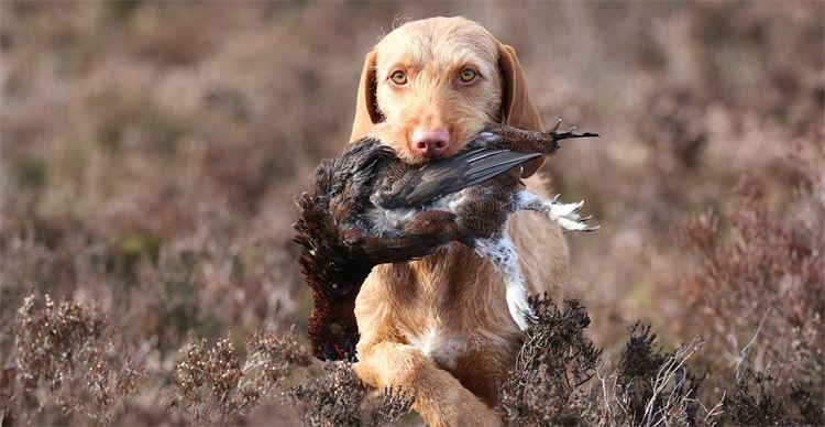 A dog retrieving