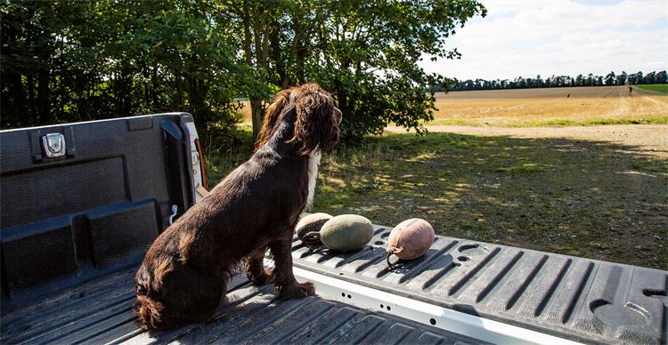 Dogs in Transit: Finding the Perfect Crate