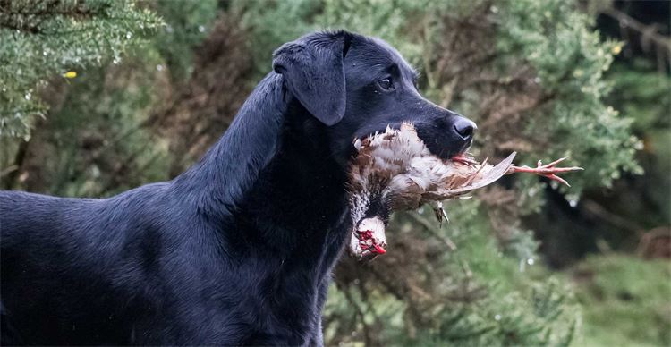 advanced gundog training