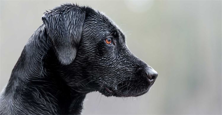 gerrard slade training a labrador retriever