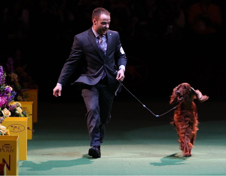 Crufts 