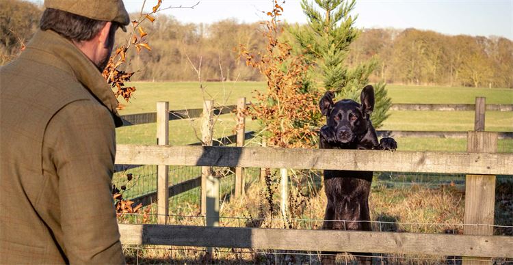 dogs jumping over barbed wire