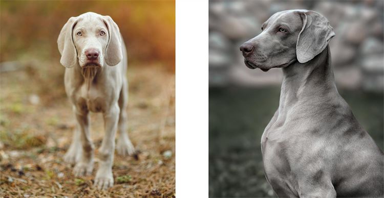 weimaraner conformation