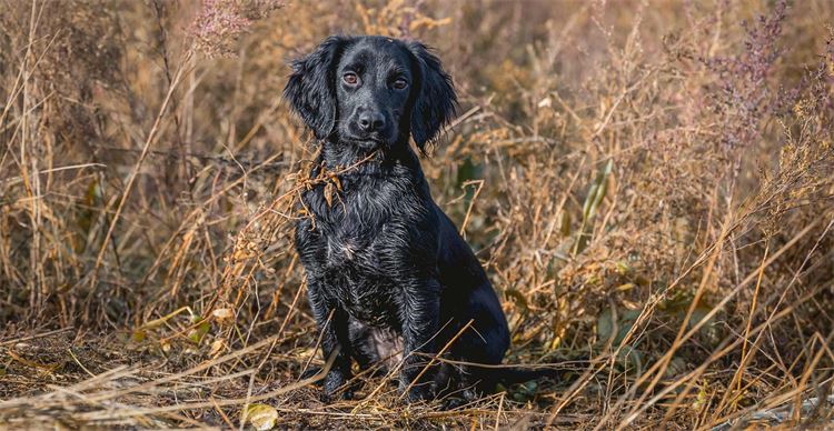 cocker spaniel