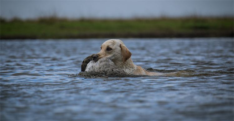 dog swimming