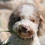 King’s new dog sends demand soaring