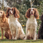 The theory of puppy training