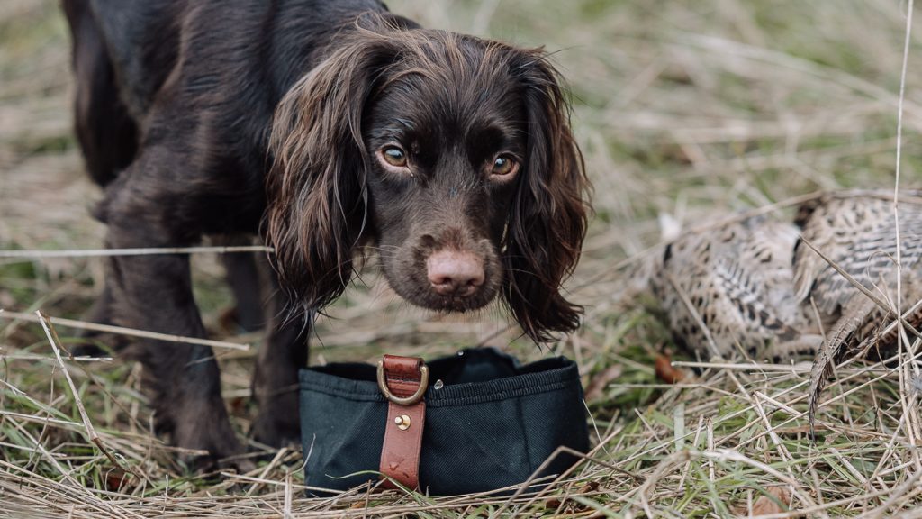 Gundog Journal Facebook Review Competition – Terms & Conditions