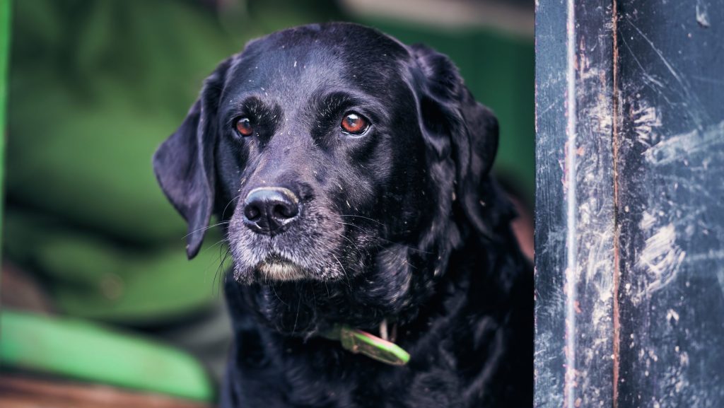 How to care for your ageing gundog